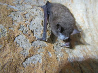 Southeastern Bat with P. destructans Fungus