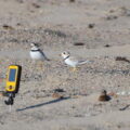 Two banded piping plover adults stand near a nest with a small video camera pointed at it on a sandbar of the Missouri River.