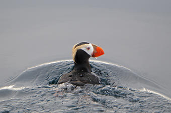 Tufted Puffin, the species most affected by a recent seabird die-off in the Pribilof Islands, AK