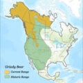 Map showing historical and current grizzly bear range in North America.