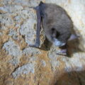 Southeastern Bat with P. destructans Fungus