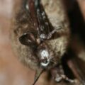 Image: Bat with White-nose Syndrome