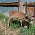 Deer with Chronic Wasting Disease