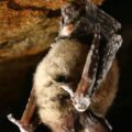 Little Brown Bat with white-nose syndrome