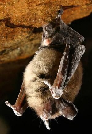 Little Brown Bat with white-nose syndrome