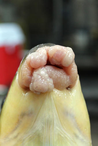 Lip tumor diagnosed as a papilloma on a white sucker fish