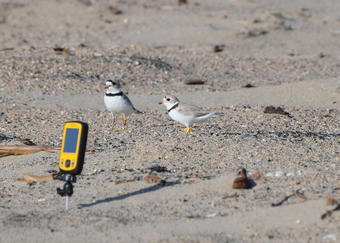 Two banded piping plover adults stand near a nest with a small video camera pointed at it on a sandbar of the Missouri River.