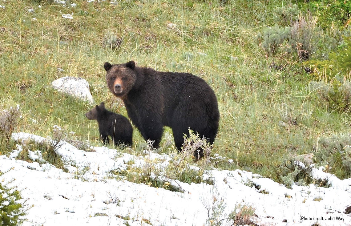 A female grizzly with a cub.  Adult females are considered the most important segment of the grizzly population and consequently
