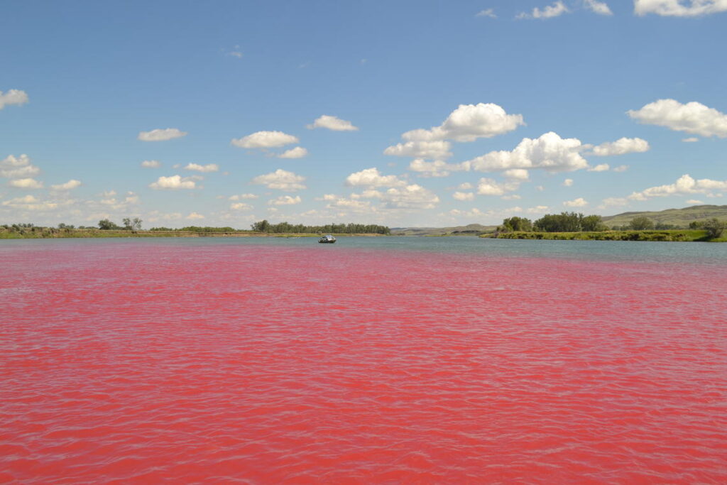 Photo of a red dye-tracer study in June 2016 on the Missouri River near Fort Peck Dam, Montana.