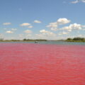 Photo of a red dye-tracer study in June 2016 on the Missouri River near Fort Peck Dam, Montana.